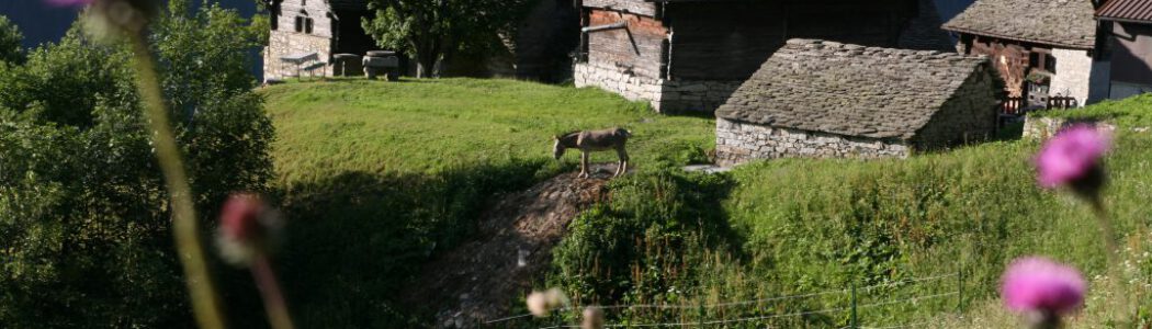 Val d’Ossola (Piemont) | 23.08. – 30.08.2025